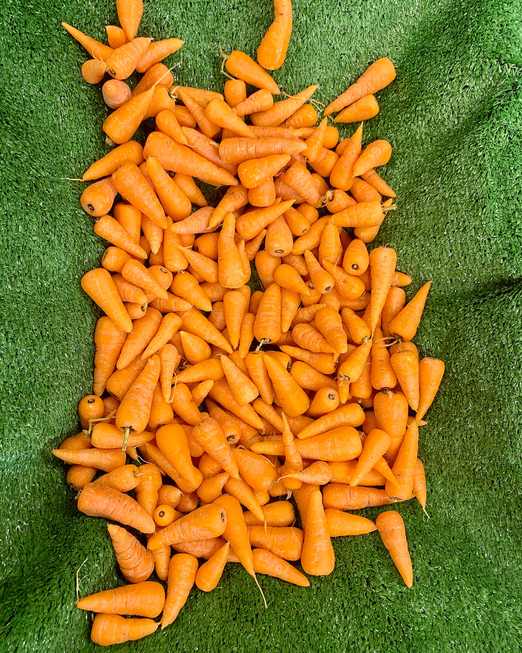 Chantenay carrots - 5kg