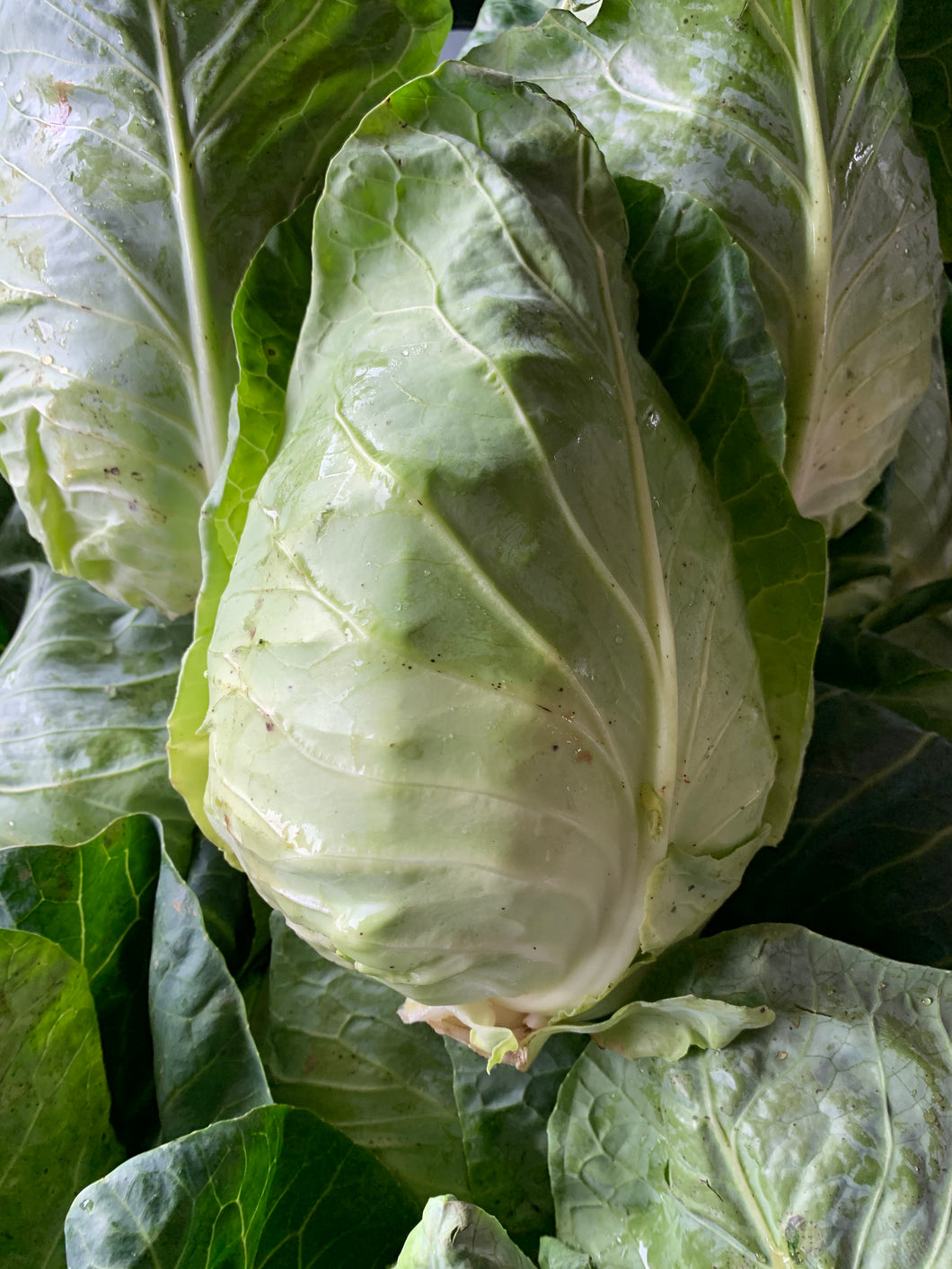 Sweetheart cabbage - Each