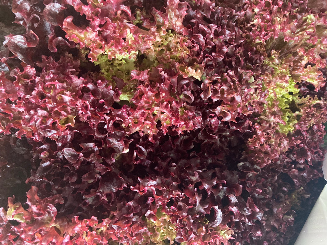 Lollo rosso lettuce - Bag