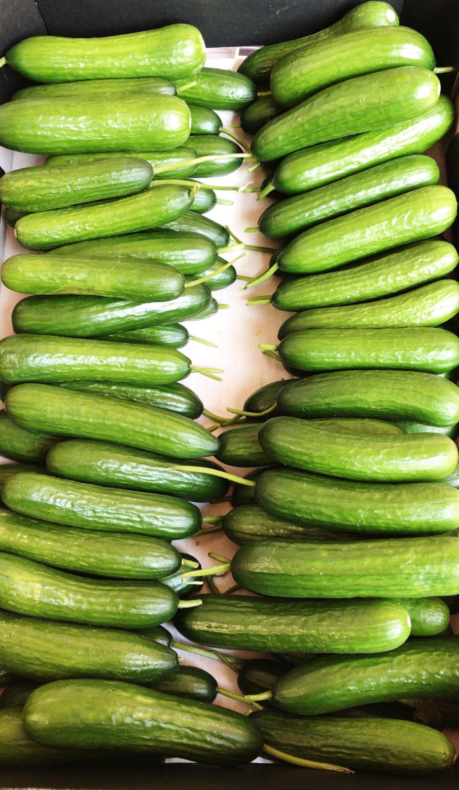 Baby Cucumbers - 3kg