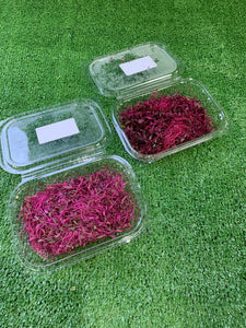 Micro red amaranth - Punnet